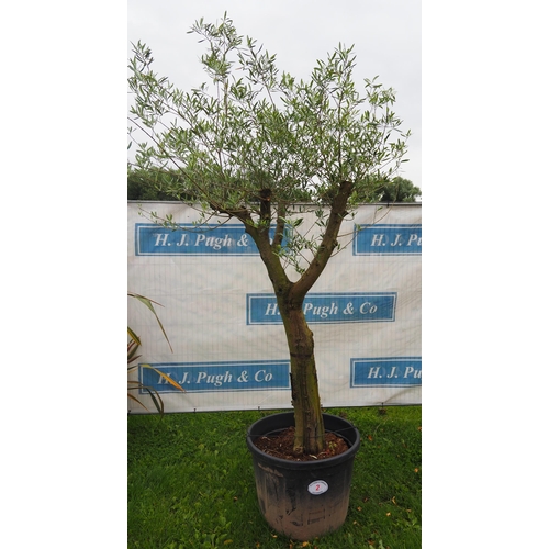 2 - Specimen olive tree 8ft