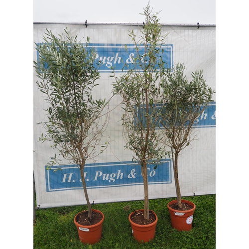 22 - Olive trees 5ft - 3