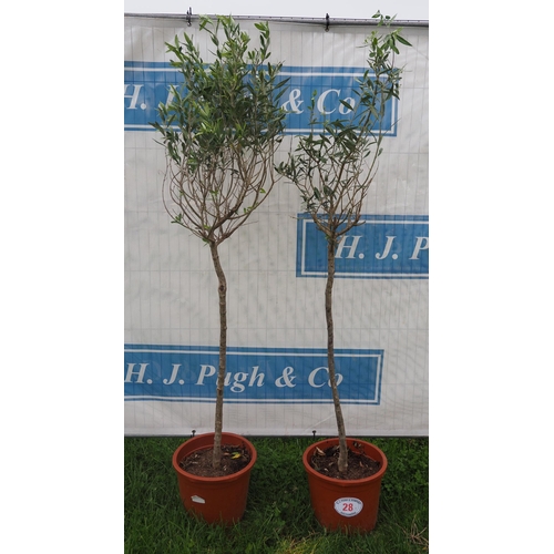 28 - Olive trees 5ft - 2