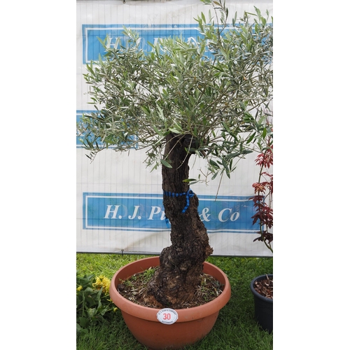 30 - Ancient olive tree 6ft