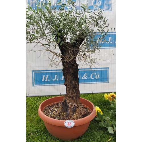 32 - Ancient olive tree 5ft