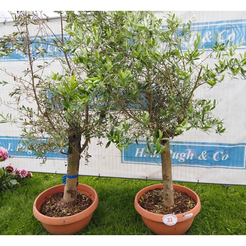 33 - Standard olive trees 5ft - 2