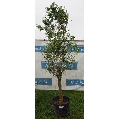 34 - Standard olive tree 8ft