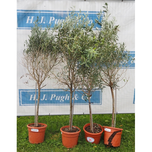 36 - Olive trees 4ft - 4