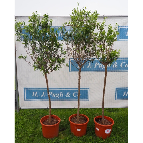 39 - Olive trees 5ft - 3