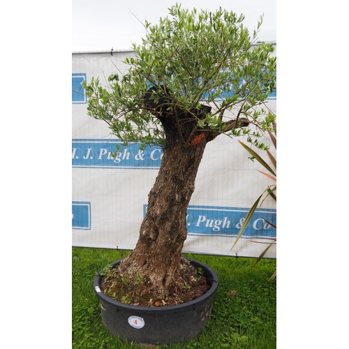 4 - Ancient olive tree 6ft