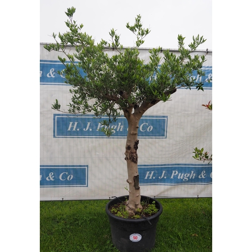 50 - Standard olive tree 6ft
