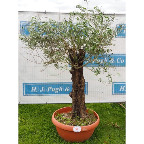 51 - Ancient olive tree 6ft