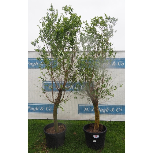 62 - Standard olive trees 8ft - 2