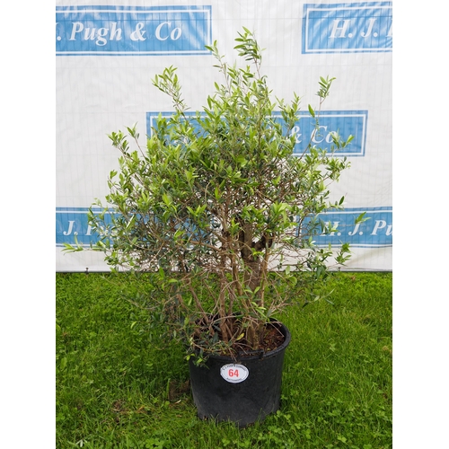 64 - Standard olive tree 4ft