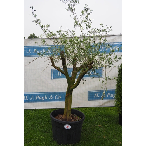 70 - Standard olive tree