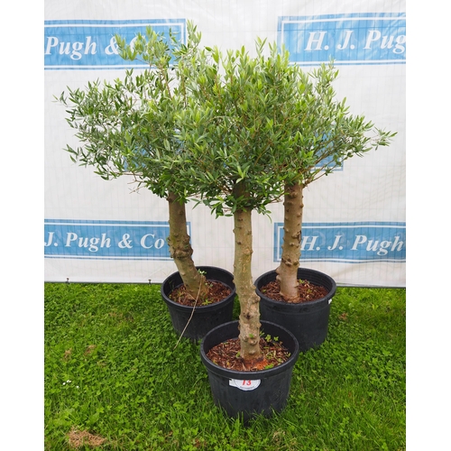 73 - Standard olive trees 5ft - 3