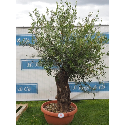 74 - Ancient olive tree 6ft