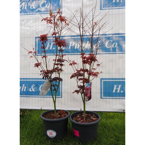 75 - Acer Palmatum - 2