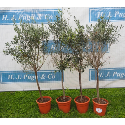 9 - Olive trees 4ft - 4