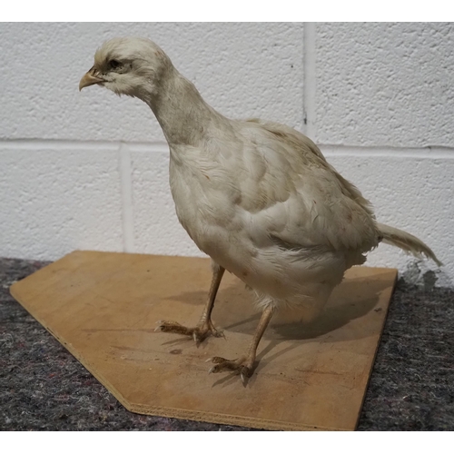 296 - Taxidermy white pheasant