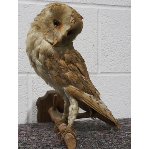 299 - Taxidermy barn owl