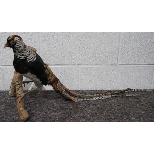 301 - Taxidermy Lady Amherst's pheasant