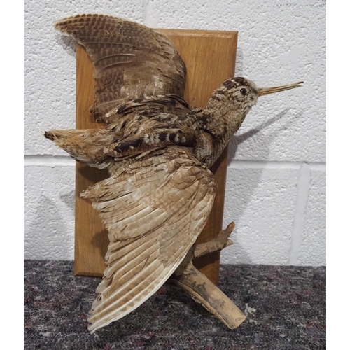 298 - Taxidermy woodcock