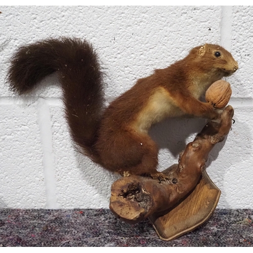 300 - Taxidermy red squirrel