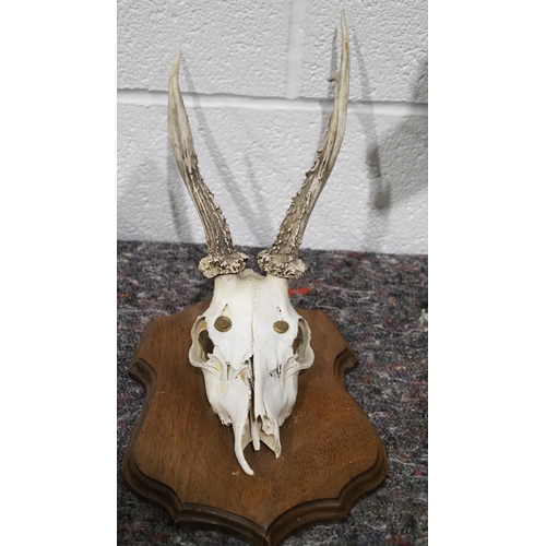 303 - Mounted Roe deer skull and antlers