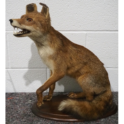 306 - Taxidermy fox