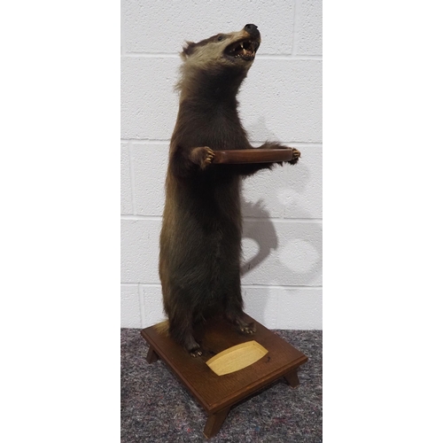 311 - Taxidermy badger