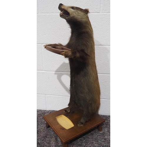 311 - Taxidermy badger