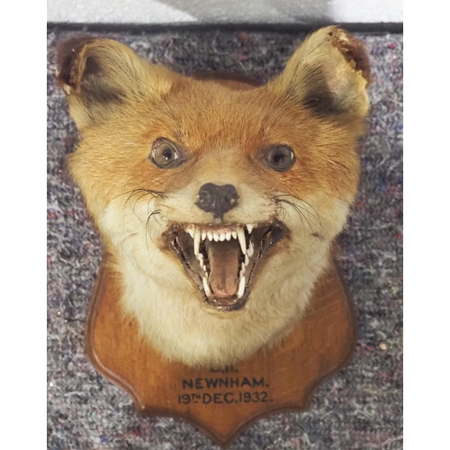 304 - Taxidermy fox head