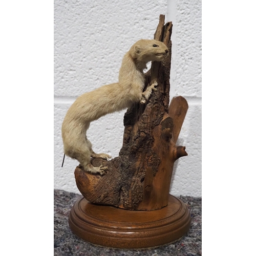 302 - Taxidermy weasel