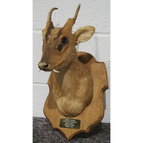 307 - Taxidermy muntjac head