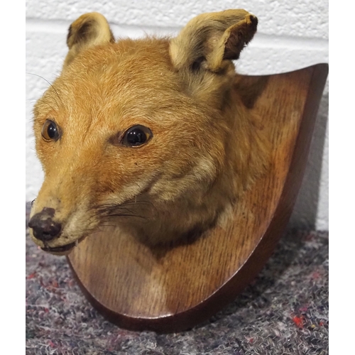 308 - Taxidermy fox head