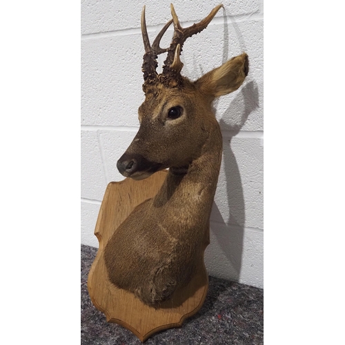 309 - Taxidermy roe deer head