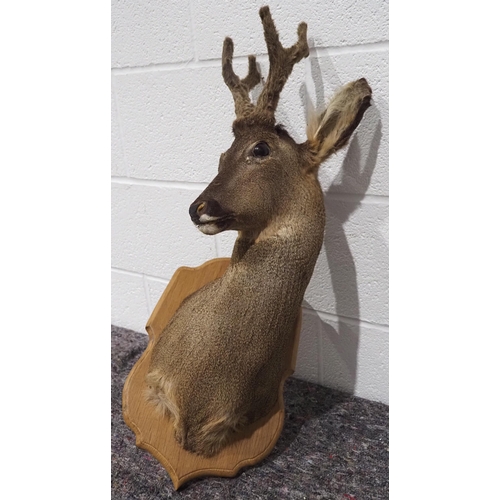 312 - Taxidermy roe deer head