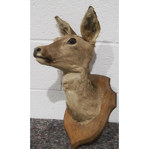 310 - Taxidermy roe deer head