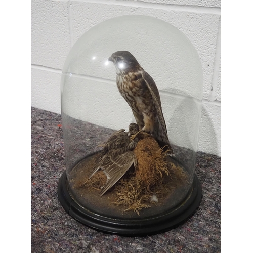 313 - Taxidermy bird of pray and other in glass display dome