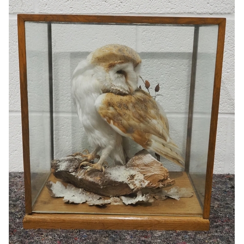 314 - Taxidermy barn owl in glass display case