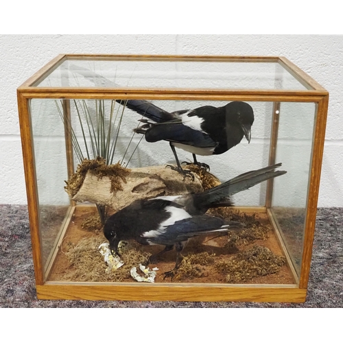 315 - Taxidermy magpies in glass display case