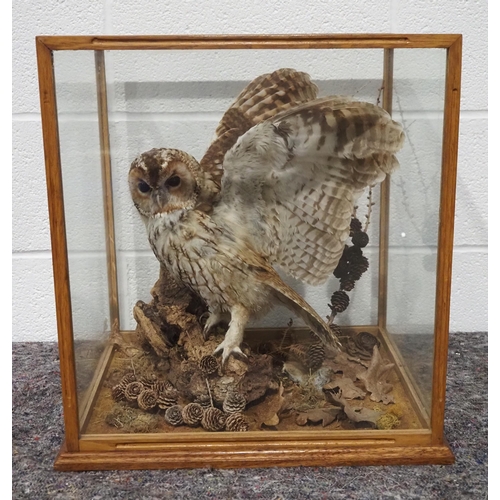 317 - Taxidermy tawny owl