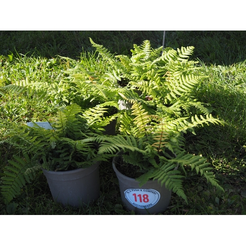 118 - Dryopteris - 5