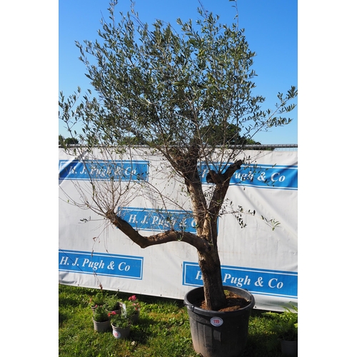 119 - Specimen olive tree 12ft