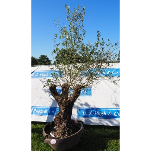 128 - Ancient olive tree 6ft