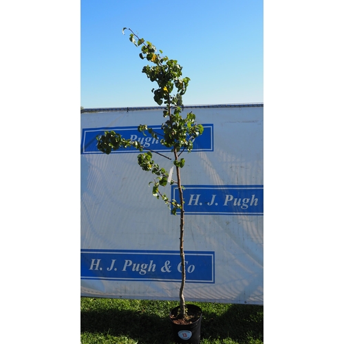 13 - Pyrus 7ft