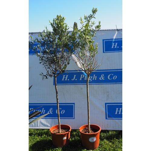14 - Standard olive trees 5ft - 2