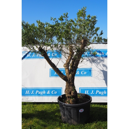 161 - Ancient olive tree 10ft