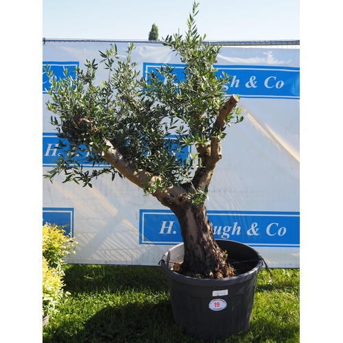 19 - Ancient olive tree 6ft