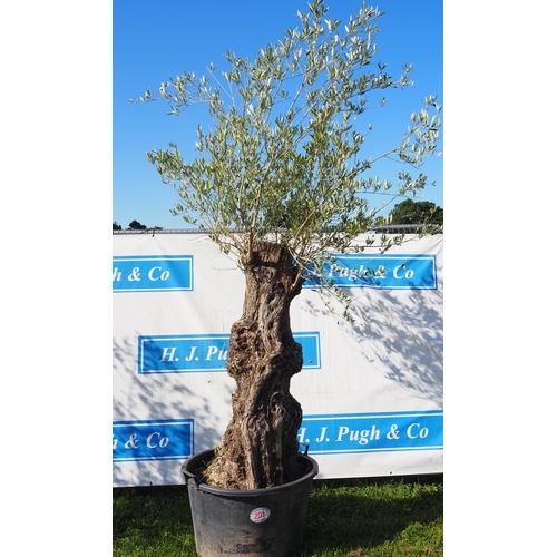 201 - Ancient olive tree 10ft