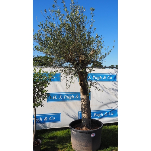 205 - Ancient olive tree 10ft