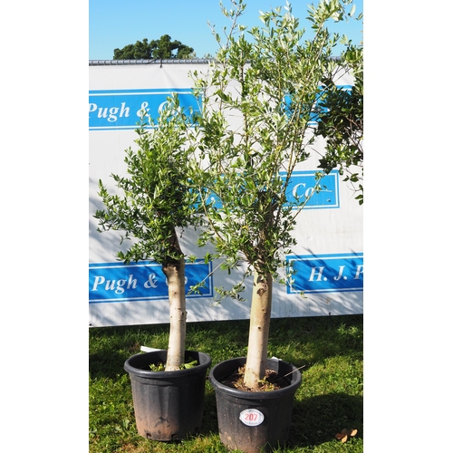 207 - Standard olive trees 5ft - 2