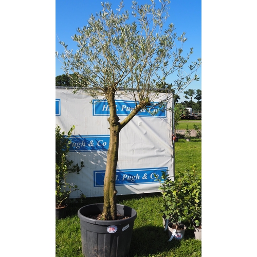 210 - Standard olive tree 12ft